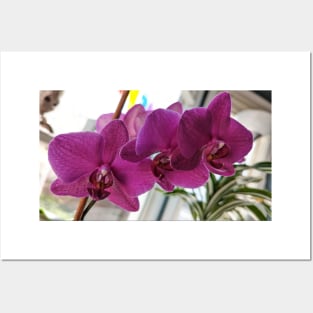 Indoor Jungle - Orchid Posters and Art